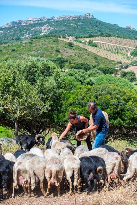 Ferme De Roccapina Bed & Breakfast Sarragia Dış mekan fotoğraf