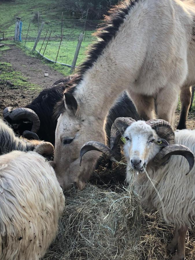 Ferme De Roccapina Bed & Breakfast Sarragia Dış mekan fotoğraf